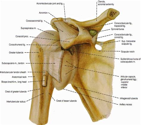 Select from premium shoulder anatomy images of the highest quality. Shoulder Muscles Diagram Labeled / Shoulder Joint Ligaments - Medical Art Library ...