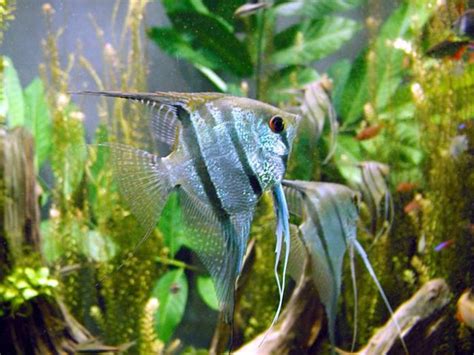 Tropical Freshwater Fish Species Guide