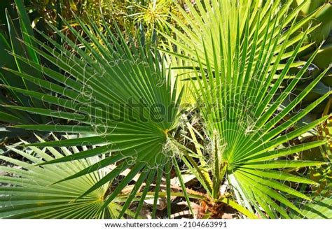 Washingtonia Filifera Palm Tree Garden Tenerifecanary Stock Photo