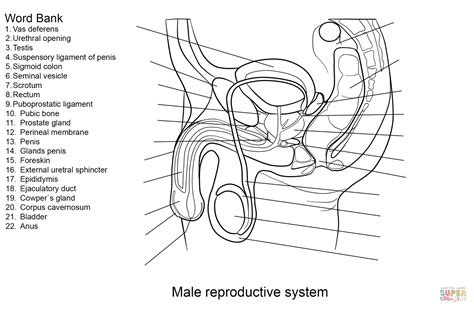 • glans (head) of the penis. Male Reproductive System Diagram Unlabeled Front View - Diagram Complete