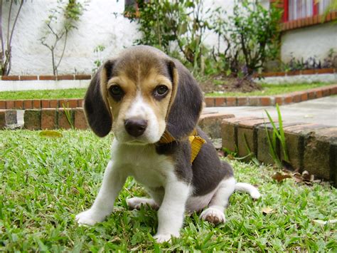 Beagle Puppy 2048x1536 Download Hd Wallpaper Wallpapertip