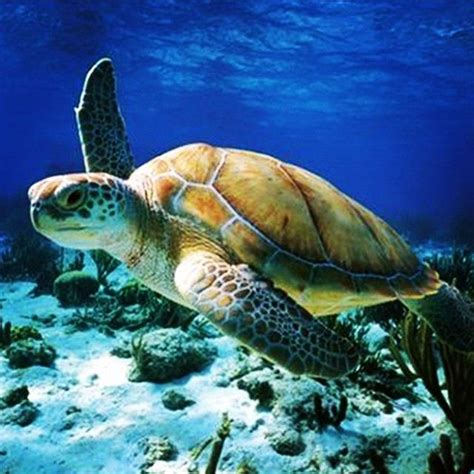 Beautiful Sea Turtle Swimming In The Open Water Sea