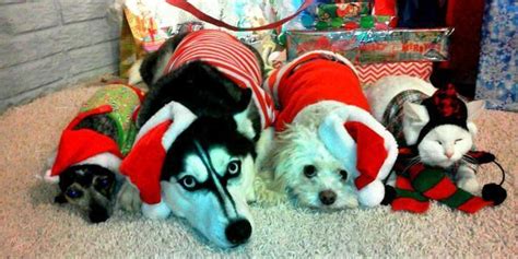 50 Pets In Christmas Costumes That Will Get You In The Holiday Spirit