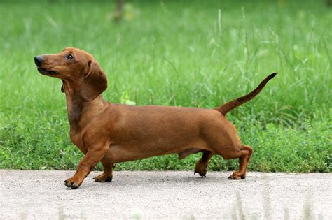 Dachshund Dog Breed Information Pictures And More