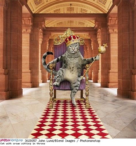 Cat With Crown Sitting In Throne Blend Images Rm Droits Gérés