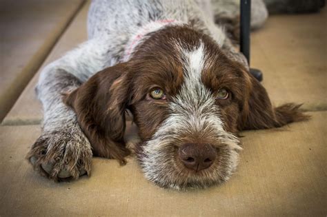 Check spelling or type a new query. Bella, a 12 week old German Wirehaired Pointer. | Pointer ...