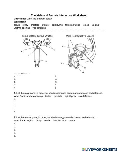 The Male And Female Reproductive Systems Worksheet Reproductive System Female Reproductive
