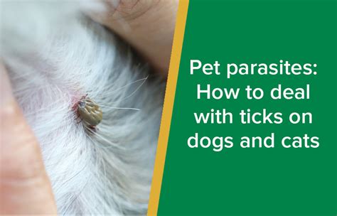 How To Get Rid Of Parasites In A Dog