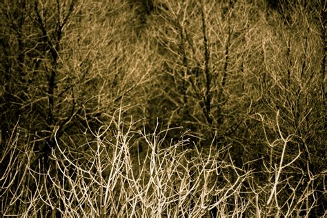 Naked Buckeye Lightroom Preset Fields Of Gold By Undert Flickr