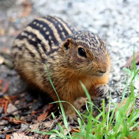 Thirteen Lined Ground Squirrel Facts Diet Habitat And Pictures On