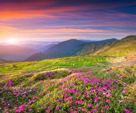 Colorful Summer Sunrise In The Mountains Stock Photo Image Of Forest