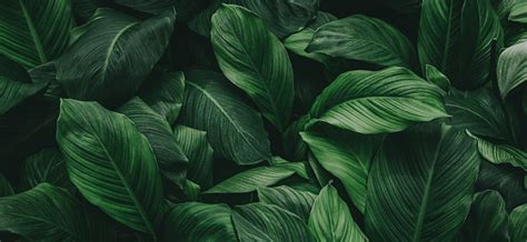 Tropical Leaves Abstract Green Leaves Texture Nature Background Stock