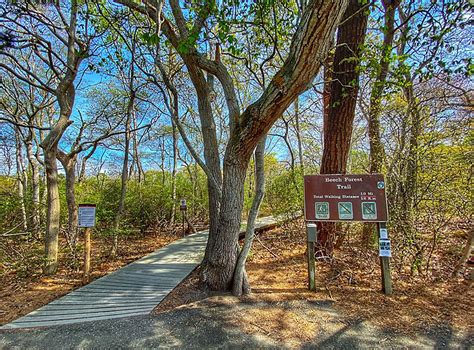 Beech Forest Trail In Provincetown On Cape Cod Cape Cod Blog