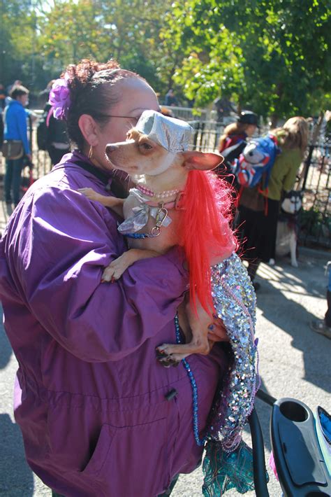 Merdog Tompkins Square Halloween Dog Parade 2013 You Can Flickr