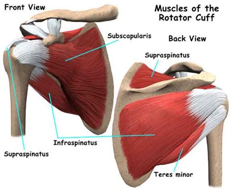 Infraspinatus and teres minor tendon. Shoulder Joint Anatomy: Parts and Functions | New Health ...