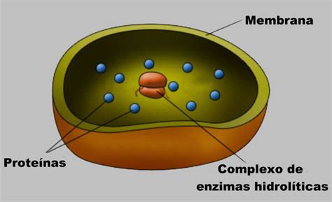 Na Necrose Ocorre A Digestão Dos Componentes Celulares Pelos Lisossomos