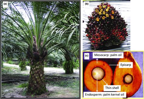 A Young Mature Oil Palm With Fruit Bunches B Mature Bunch C