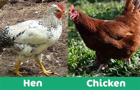 Hen Vs Chicken How To Tell The Difference With Pictures