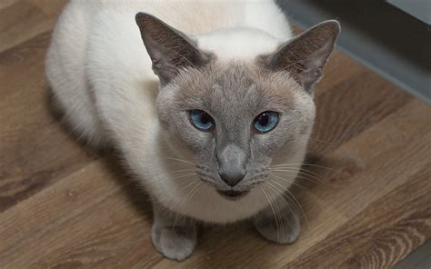200 Best Siamese Cat Names For Your New Kitten