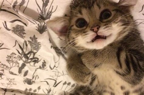 28 Of The Most Ridiculously Cute Kittens Of 2016