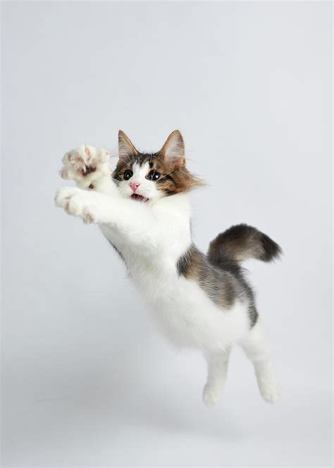 Jumping Kitten By Ryuichi Miyazaki