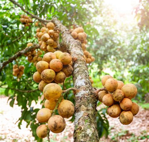 It should be remembered that different fruit. Duku Fruit facts and health benefits