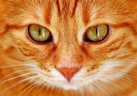 Everything You Ever Wanted To Know About Cat Eyes