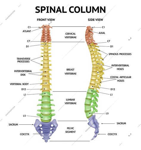 Spinal Column Anatomy Side Front Views Realistic Info Chart Medical