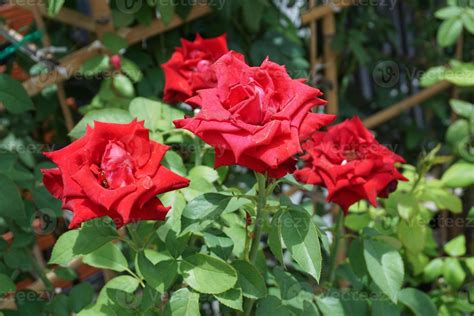 Red Roses Blooming In The Garden 8331577 Stock Photo At Vecteezy