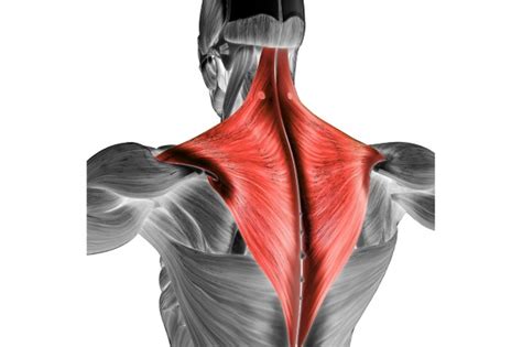 Trapezius Muscle Function And Stretches 220 Triathlon