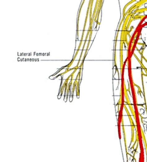 Nerve Femoral Nerve