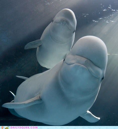 Daily Squee Beluga Whale Cute Animals In The Cutest Pictures Ever