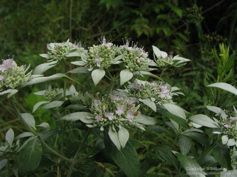 Whiteleaf Mountain Mint Pycnanthemum Albescens
