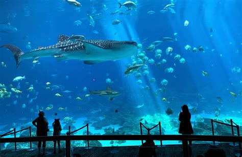 Georgia Aquarium Reopens With New Protocols To Support Guest Safety