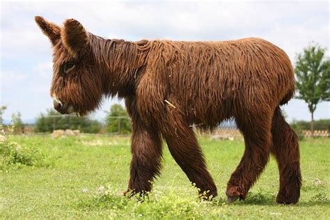 Poitou Donkey A Rare Endangered Breed Which Grows Dreadlocks