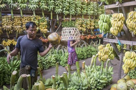 Asia Myanmar Yangon Market Food Fruit Banana Editorial Photography
