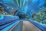 A visit to Georgia Aquarium. – Blake Candebat's blog