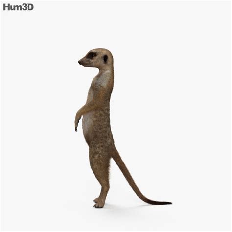 Animated Meerkat 3d Model Animals On Hum3d