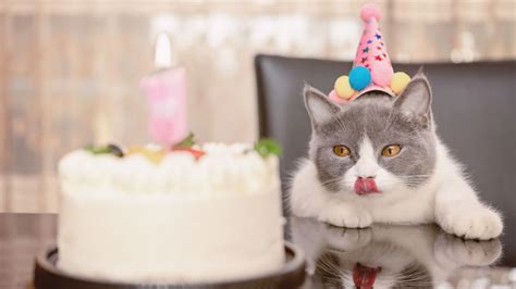 Eight Cat Birthday Cake Recipes To Celebrate Their Special Day Petsradar