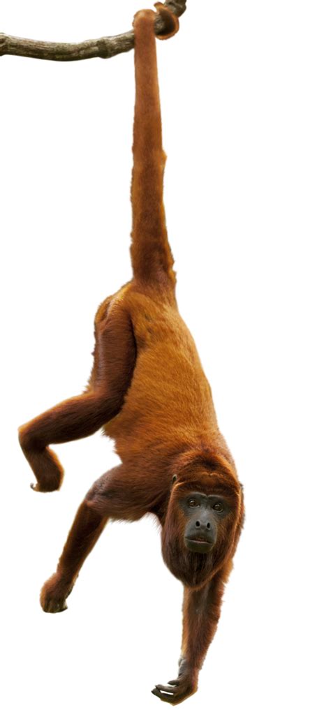 Monkey Hanging Transparent