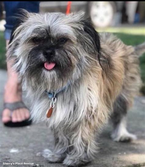 Adopt Chewey On Petfinder Cairn Terrier Terrier Cairn