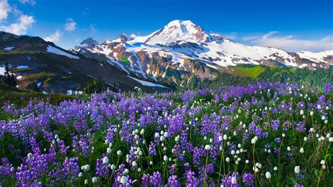 Mountain Flowers Snow Landscape Wallpapers Hd Desktop And Mobile