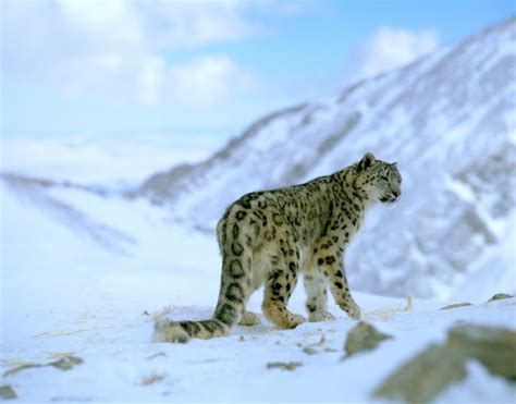 Top 10 Facts About Snow Leopards Wwf