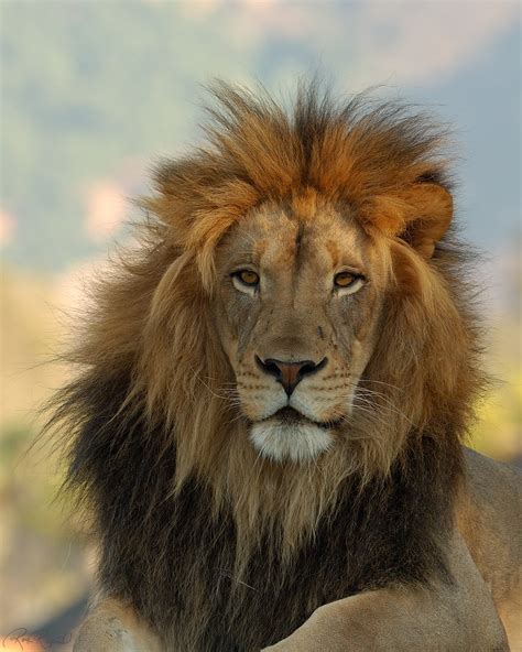 Последние твиты от lion movie (@lionmovie). Lion Pictures - Kids Search