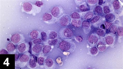 Top 5 Masses Diagnosed With In House Cytology Clinicians Brief