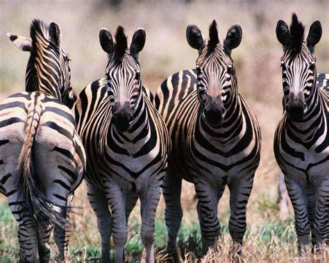 Zebra Animals Photo 34914941 Fanpop