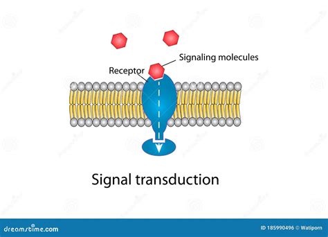 Signal Transduction Stock Illustration Illustration Of Life