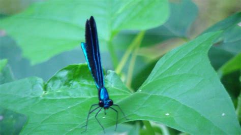 Awesome Shiny Blue Flying Insects Bugs Damselflies Youtube
