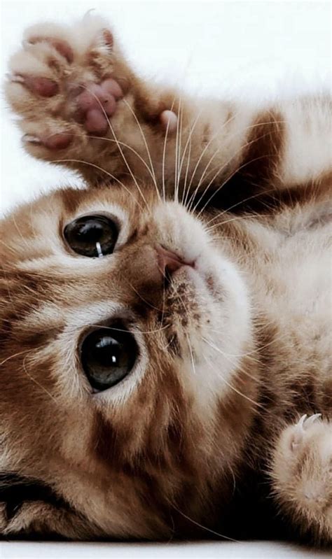 A Peaceful Little Kitten Dump Album On Imgur Cute Little Kittens Cute Cats And Kittens Cute