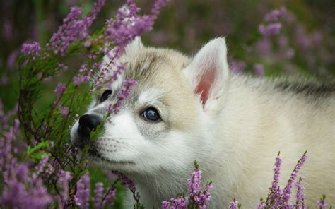 Animals Dogs Babies Puppy Cute Eyes Flowers